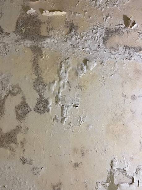 Best Commercial Mold Remediation in Buffalo Grove, IL