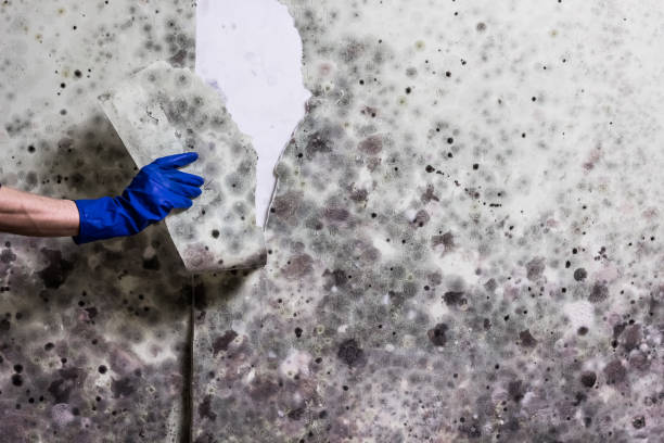 Best Insurance-Related Mold Remediation in Buffalo Grove, IL